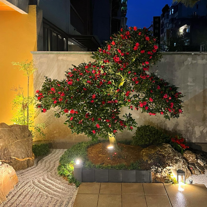 日本進口山茶花、日本茶花、日本山茶花、茶花樹、茶花、進口樹 | 蝦皮購物