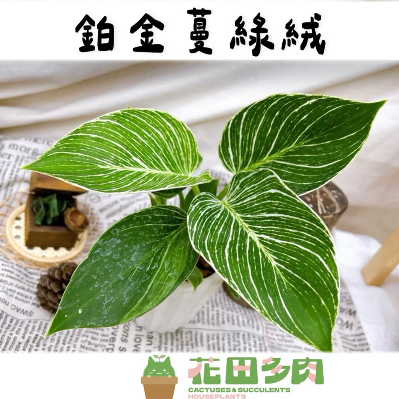 空鳳花器- 優惠推薦- 2026年7月| 蝦皮購物台灣