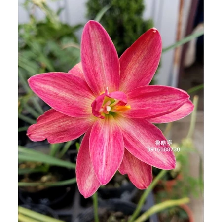 魯皓寧 頂上花藝