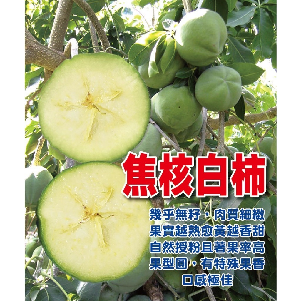 焦核白柿嫁接苗 平地山坡都適合種植 | 蝦皮購物