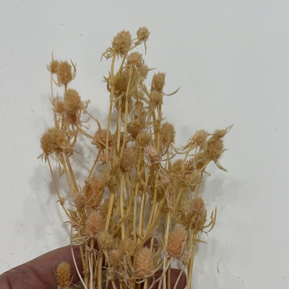 【台灣現貨速發】刺芹 永生花 小份量 ｜花草 永生花 花材 母親節 捧花 裝飾 | 蝦皮購物