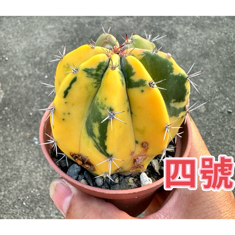 仙人掌 朝霧 閣 狹花柱仙人掌 朝霧閣 Stenocereus pruinosus