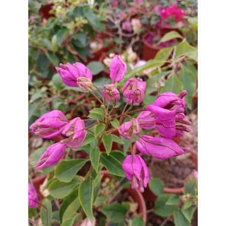 各種九重葛現剪枝條 紫燈籠