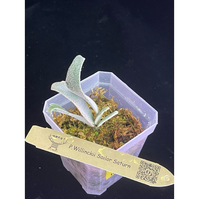 P.willinckii cv.sailor saturn OC 鹿角蕨｜P.Willinckii cv.Sailor