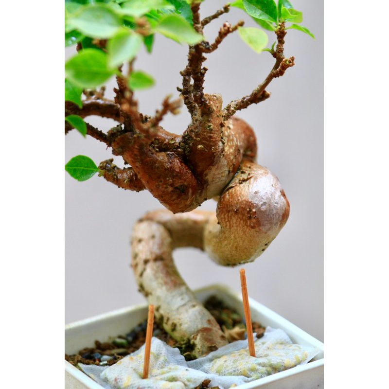 九重葛 八房品種 根藝超扭轉 | 蝦皮購物