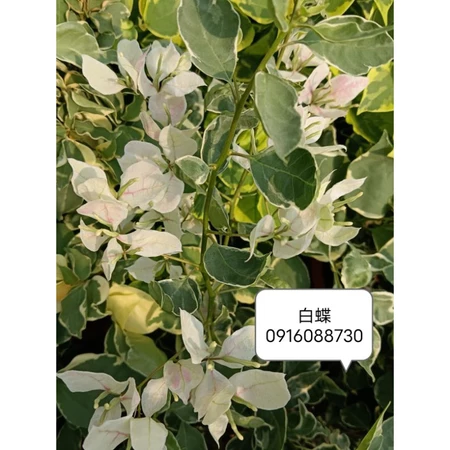 各種九重葛現剪枝條 白蝶