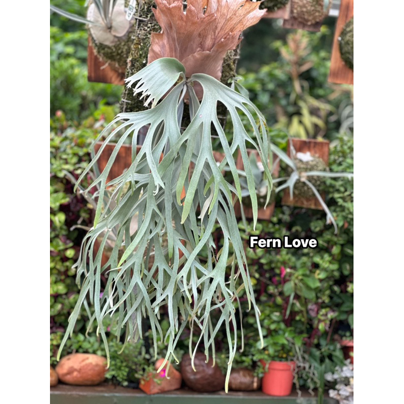 Fern➰蕨戀➰Love 』「 Willinckii cv. Cold moon 」冷月酷冷的白毛