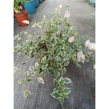 魔法櫻花 5吋盆