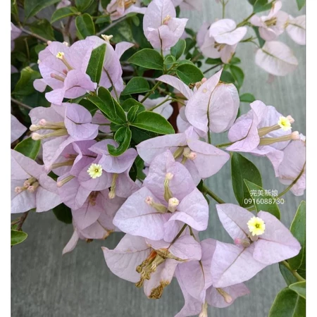 各種九重葛現剪枝條 完美新娘