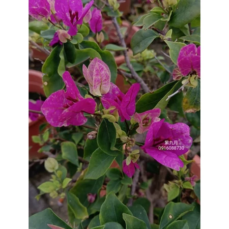 各種九重葛現剪枝條 紫九月