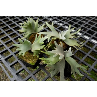 晴花鹿苑鹿角蕨專賣, 線上商店| 蝦皮購物