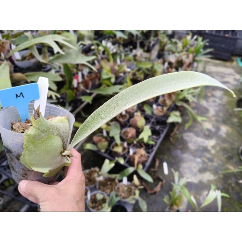 P. veitchii silver frond 日本銀鹿鹿角蕨| 蝦皮購物