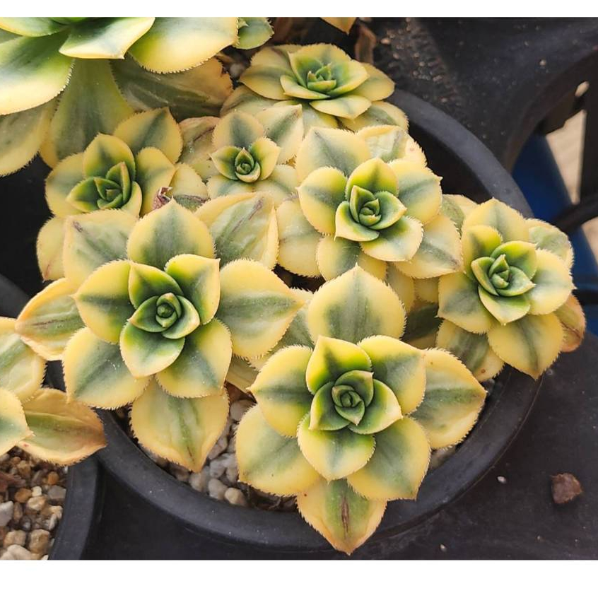 曝星法師錦斑覆輪錦👑251222 無根裸株出貨多肉植物多肉| 蝦皮購物