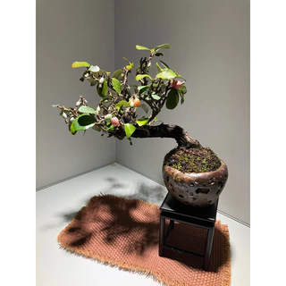 littlebonsai, 線上商店| 蝦皮購物