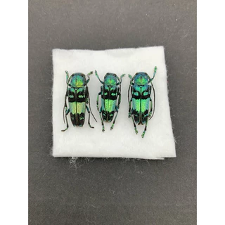昆蟲🪲標本🐞福利社, 線上商店| 蝦皮購物