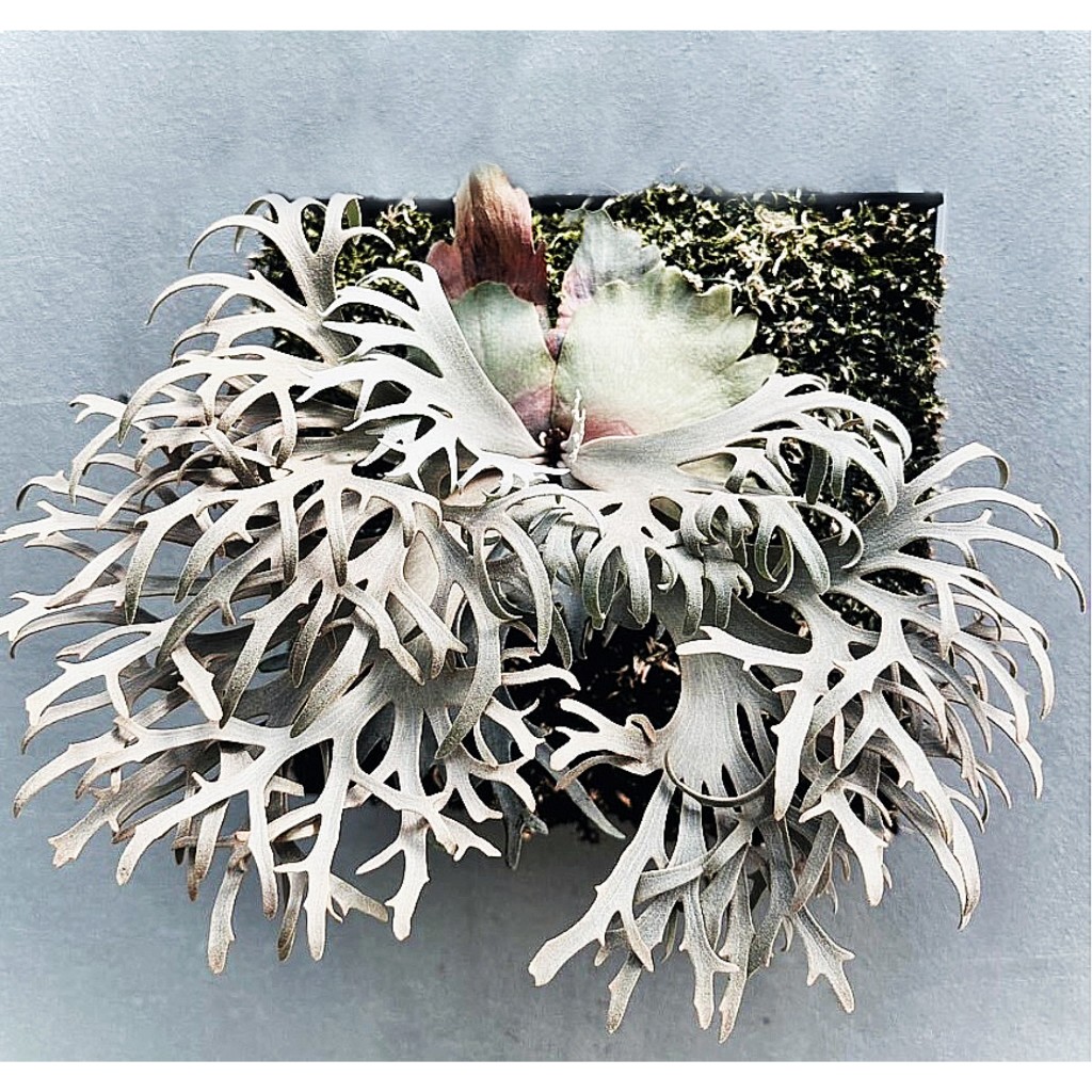 willinckii - 優惠推薦- 2025年10月| 蝦皮購物台灣