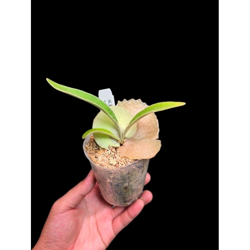veitchii wild vp#10 OC 子株（やや傷や汚れあり】P.Veitchii