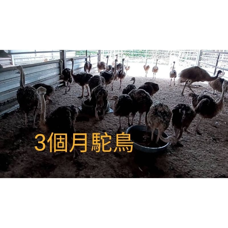 三個月活鴕鳥 鴕鳥蛋 鴕鳥養殖場 | 蝦皮購物