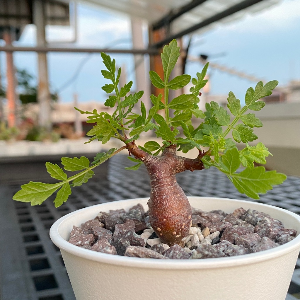 【塊根英雄】二回羽狀複葉裂欖種子/Bursera bipinnata/皮皮蝦裂欖/橄欖科/葉形優美枝液香氣 | 蝦皮購物