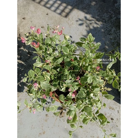 斑葉西瓜 7吋盆