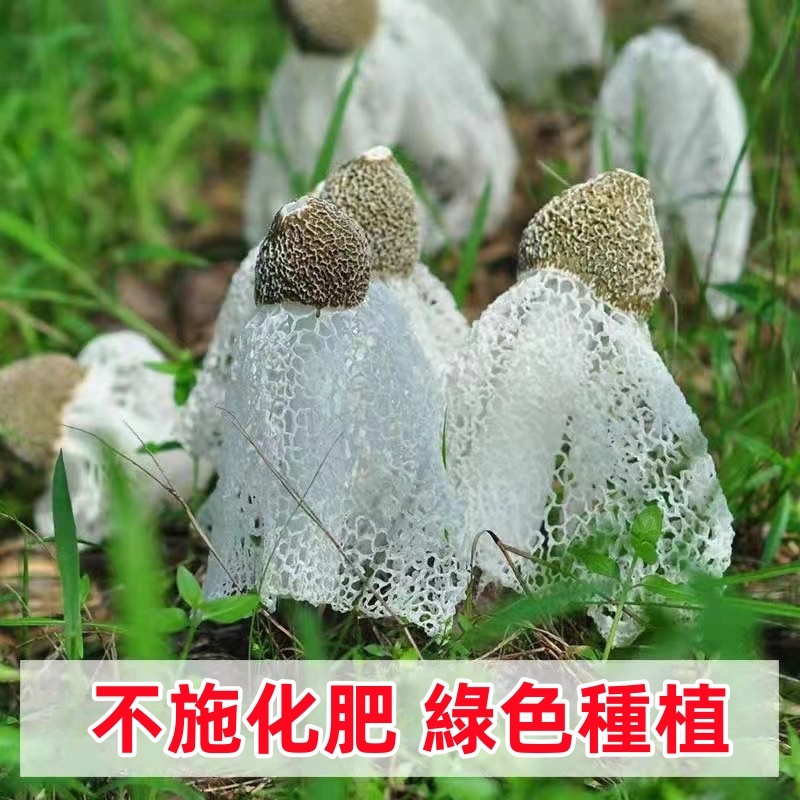 新款 竹蓀菌種 竹參竹笙山珍之花 四季種植 土培 陽台種植 | 蝦皮購物