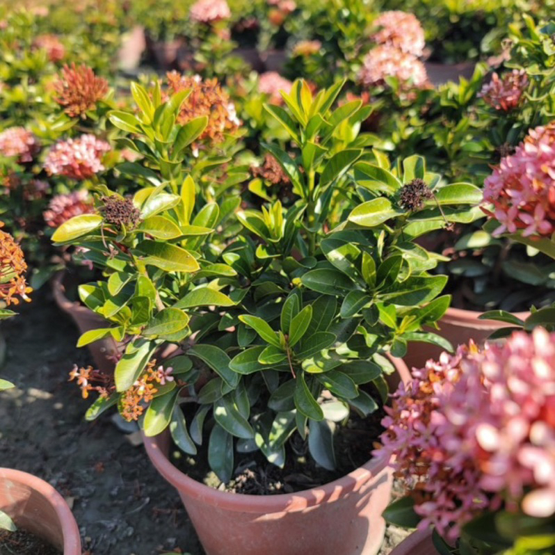🌸品種仙丹🌸宮粉仙丹｜矮粉仙丹 5-6吋盆開花植物 觀賞植栽 | 蝦皮購物