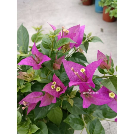 各種九重葛現剪枝條 紫玉