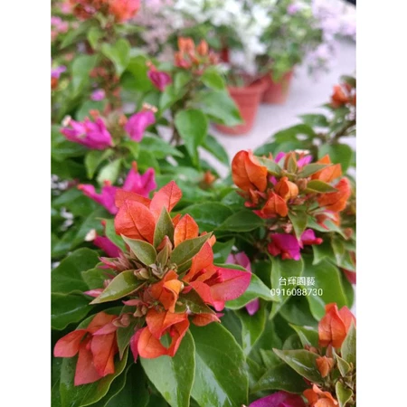 各種九重葛現剪枝條 雙色狐狸