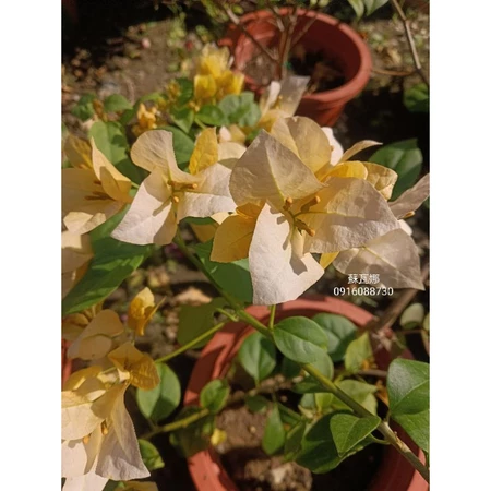 各種九重葛現剪枝條 蘇瓦娜