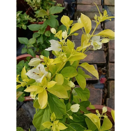 各種九重葛現剪枝條 文明白