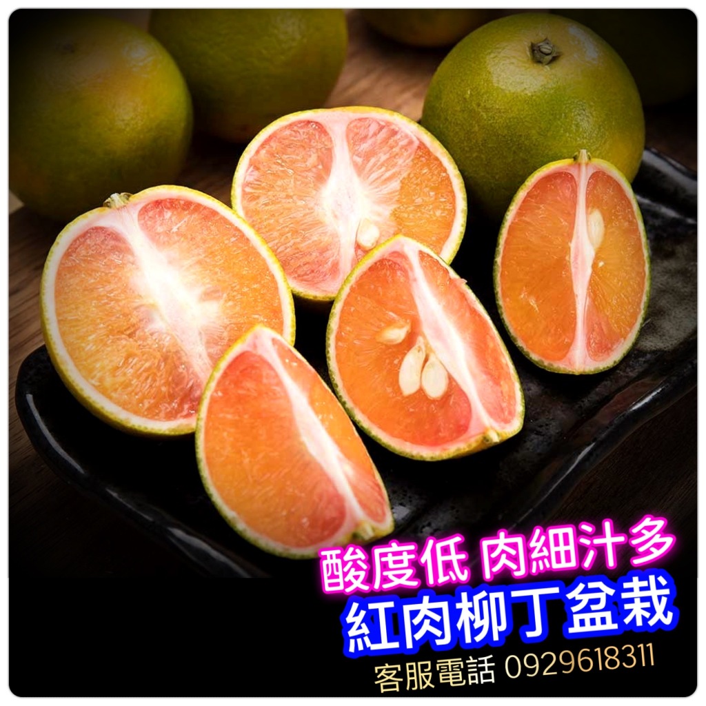 【現貨免運】紅肉柳丁樹苗 4.5吋盆栽 穩根嫁接苗 快速開花結果 超取可2棵 陽台矮化果樹 水果樹苗 庭院植物 | 蝦皮購物