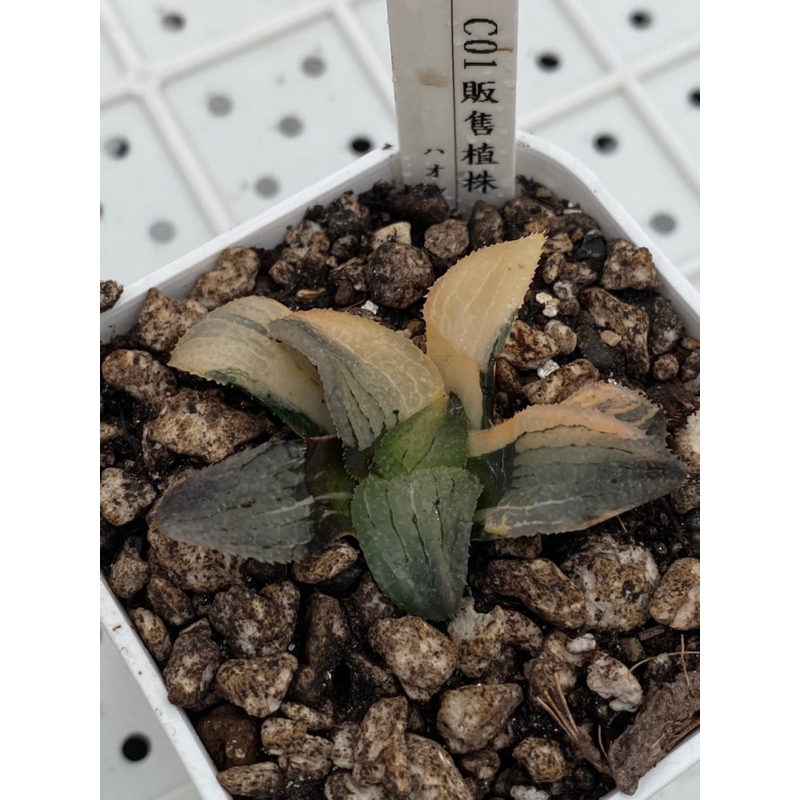 ハオルチア 天空の鏡錦(微発根)① | mocono_plants_shop