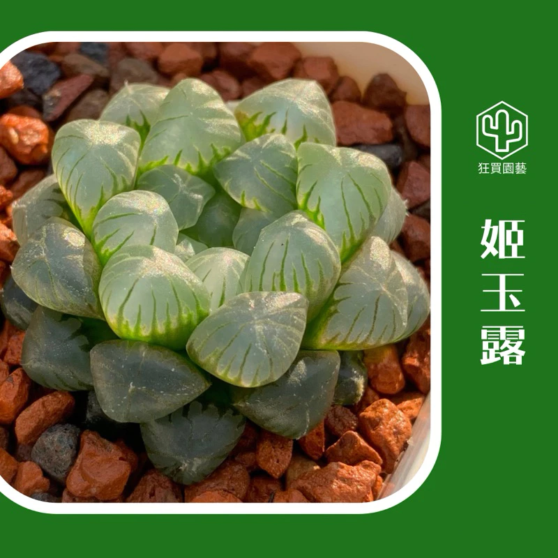 [狂買園藝] 多肉植物 姬玉露 經典品種 新手必收 強壯好養護 /送禮小物/婚禮小物/仙人掌/療癒小物/辦公室小物