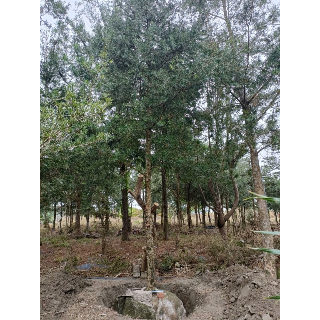 【田園森林】粗皮油杉&台灣油杉&大武油杉實生10-11年小樹，優良園藝造景.保育樹種 | 蝦皮購物