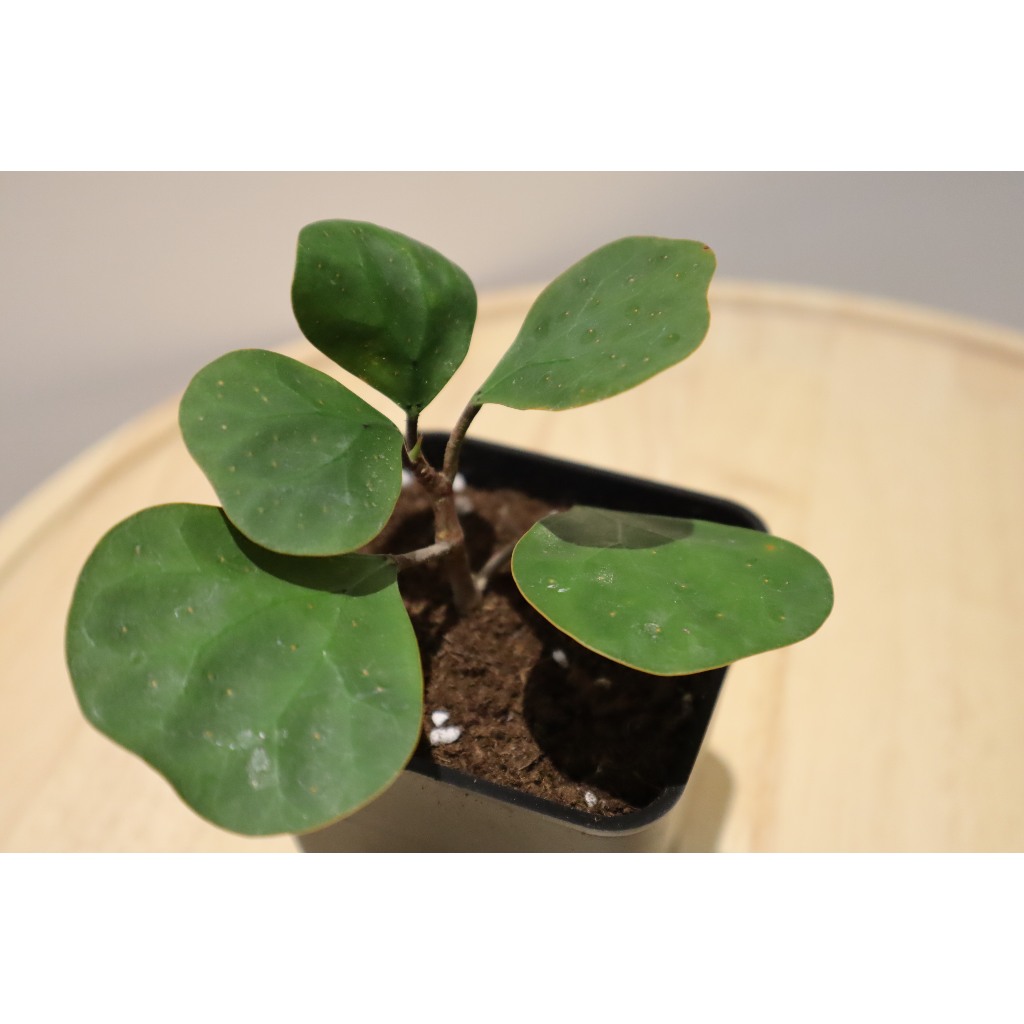 小盼菩提(擇優出貨)| 金背榕| Ficus deltoidea | 庭園植物 | 葉形可以 | 裝潢小物|賣火鶴的小女 | 蝦皮購物