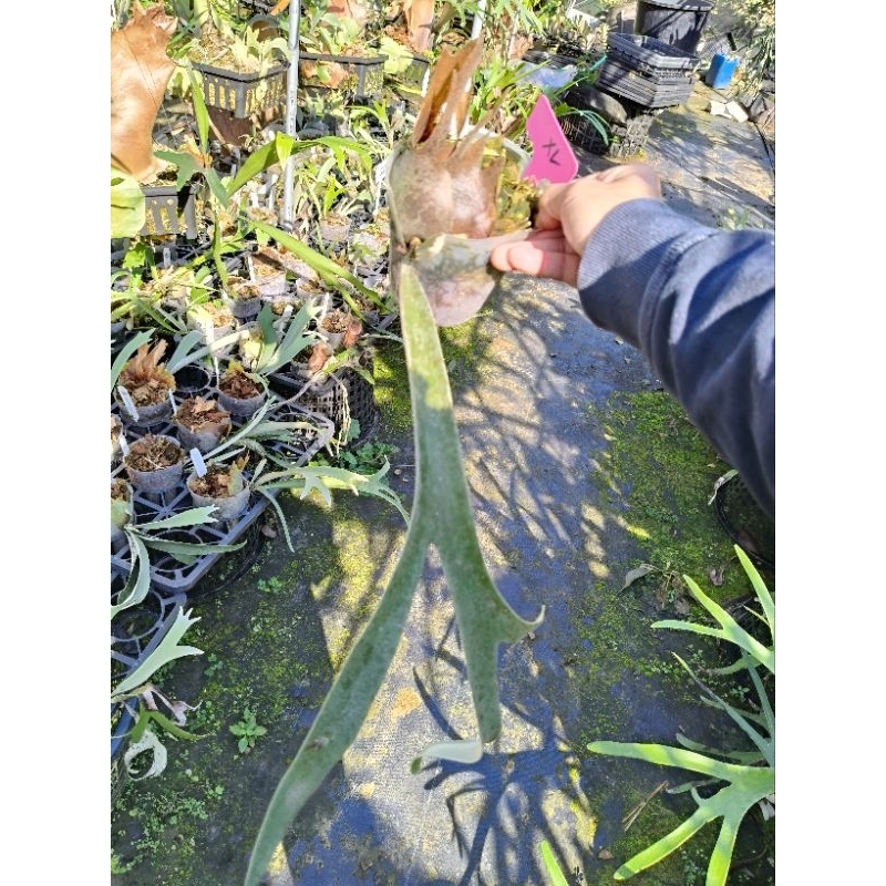 P. veitchii silver frond 日本銀鹿鹿角蕨| 蝦皮購物