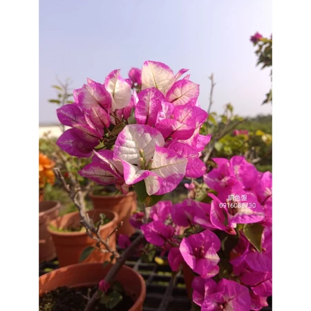 各種九重葛現剪枝條 調色盤