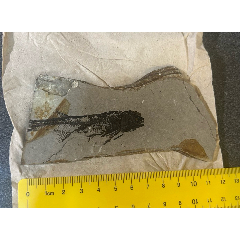 狼鰭魚化石（陸續上架新款） | 蝦皮購物