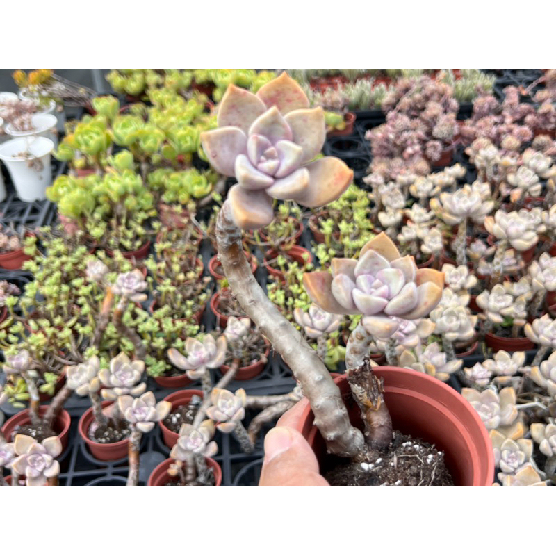 多肉好好買】三寸盆紫樂三年老樁多肉植物現貨| 蝦皮購物