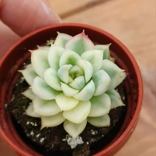 多肉植物女雛錦- 優惠推薦- 2025年11月| 蝦皮購物台灣