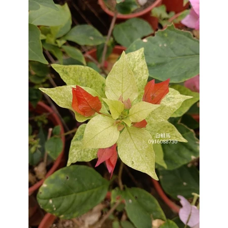 各種九重葛現剪枝條 白駙馬