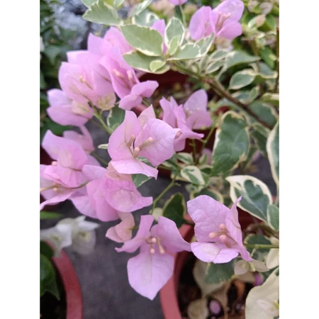 各種九重葛現剪枝條 小宮粉