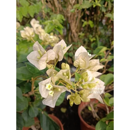 各種九重葛現剪枝條 小葉畫報