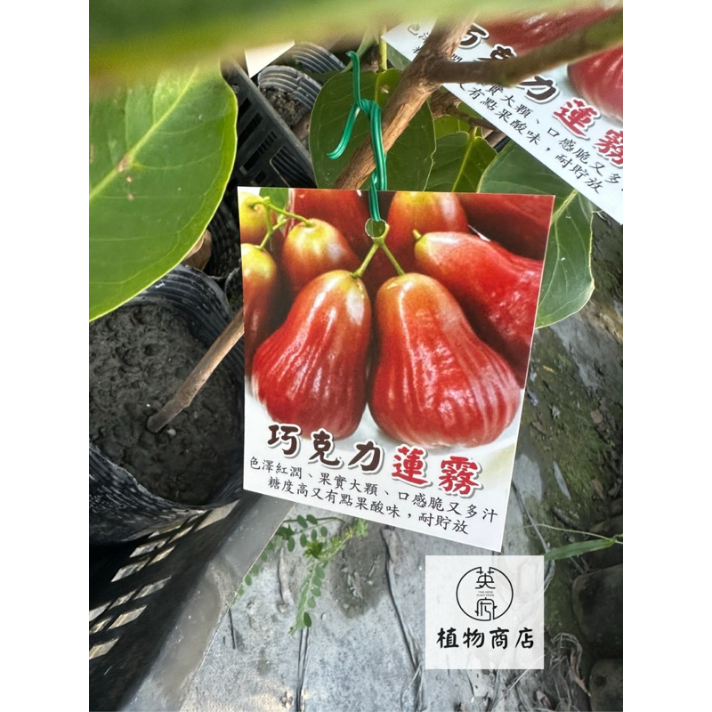 超希少 レンブ取木苗木(特大) 台湾白玉蓮霧 白玉蓮霧苗的