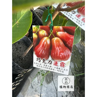 黑金剛蓮霧|優惠推薦- 蝦皮購物- 2025年4月 黑金剛蓮霧|優惠推薦- 蝦皮購物- 2025年4月