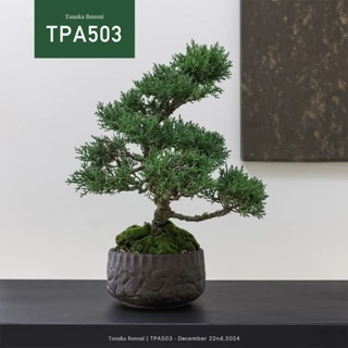 Tanaka Bonsai, 線上商店| 蝦皮購物