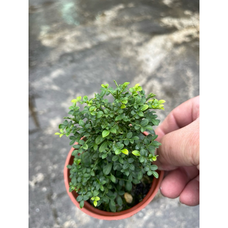 達摩細葉七里香｜3吋盆～扦插苖木/香花植物⋯ | 蝦皮購物