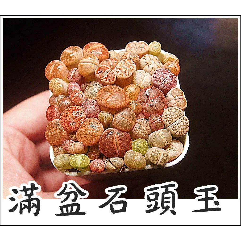 多肉植物 生石花 石頭玉 屁屁花 多肉植物 整盆出售 2吋盆