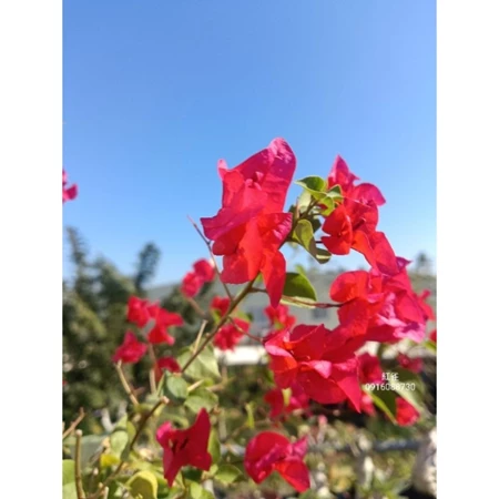 各種九重葛現剪枝條 紅雀