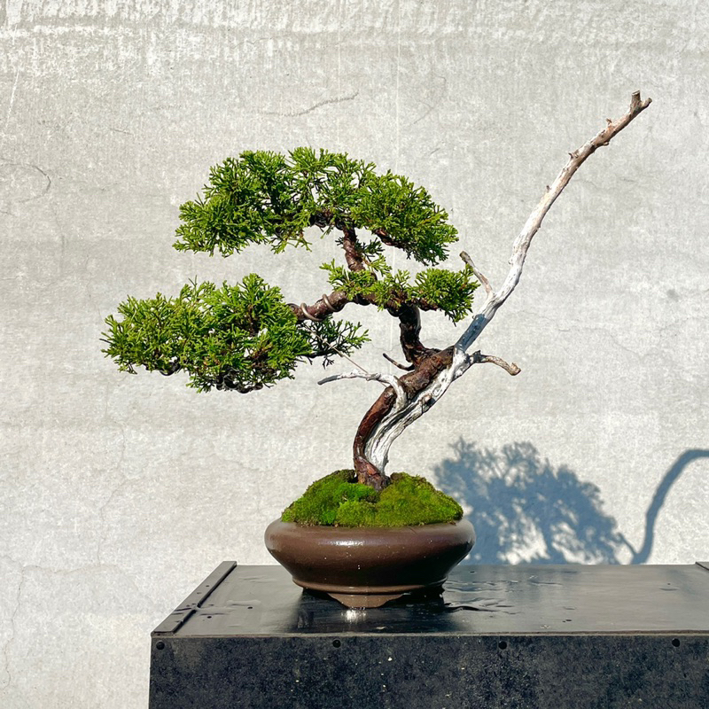 野趣小品盆栽》宮阪系魚川真柏79（精品文人樹形） | 蝦皮購物